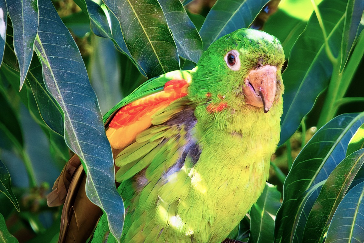 White-eyed Parakeet - ML640112560