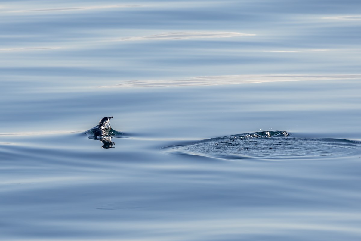 Little Penguin - ML640112589