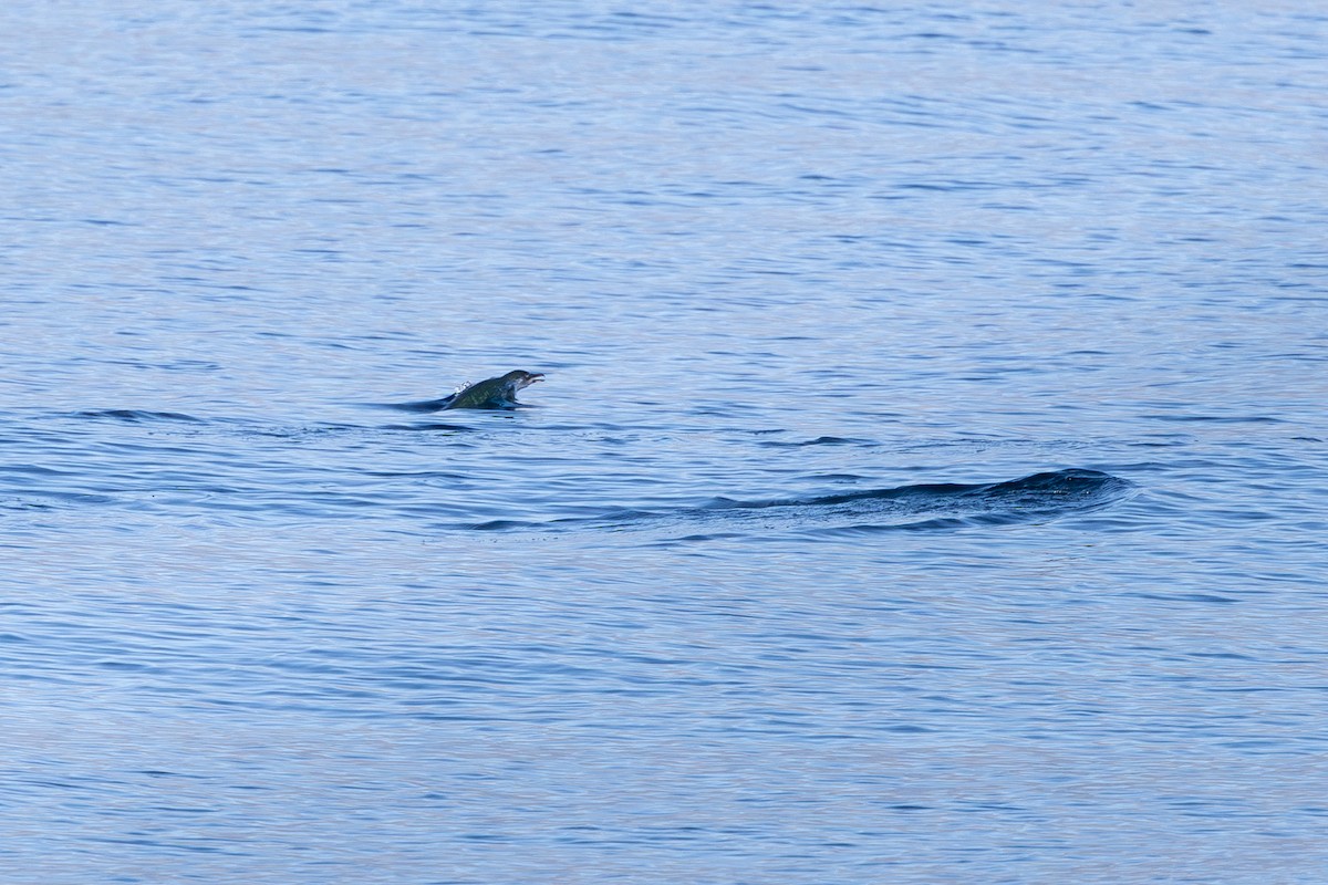 Little Penguin - ML640112590