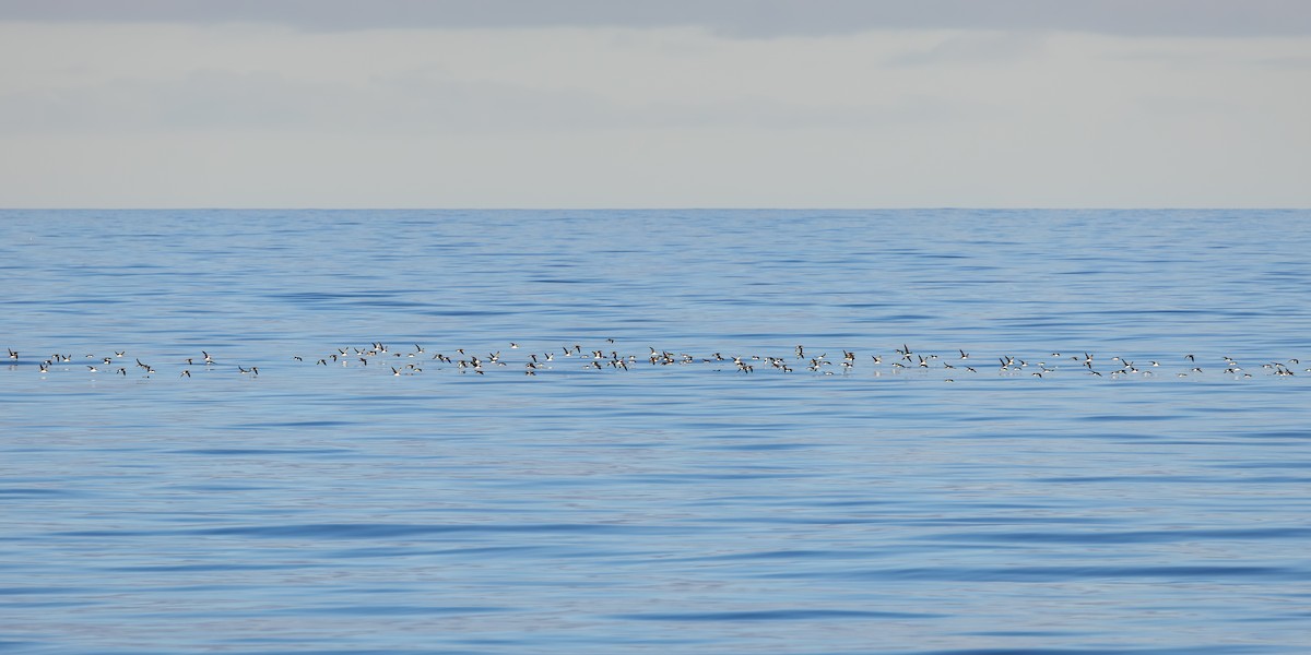 Fluttering Shearwater - ML640112597