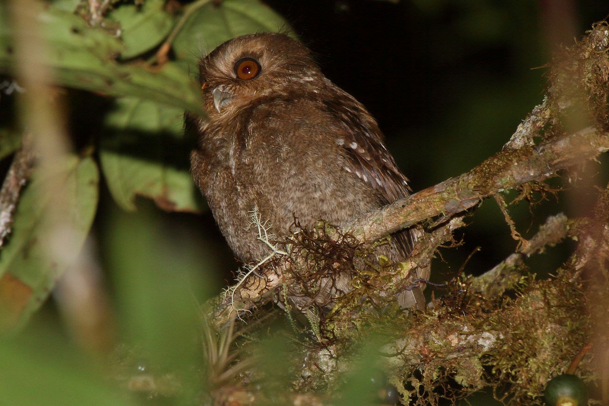 Long-whiskered Owlet - ML640112606