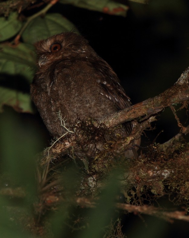 Long-whiskered Owlet - ML640112620