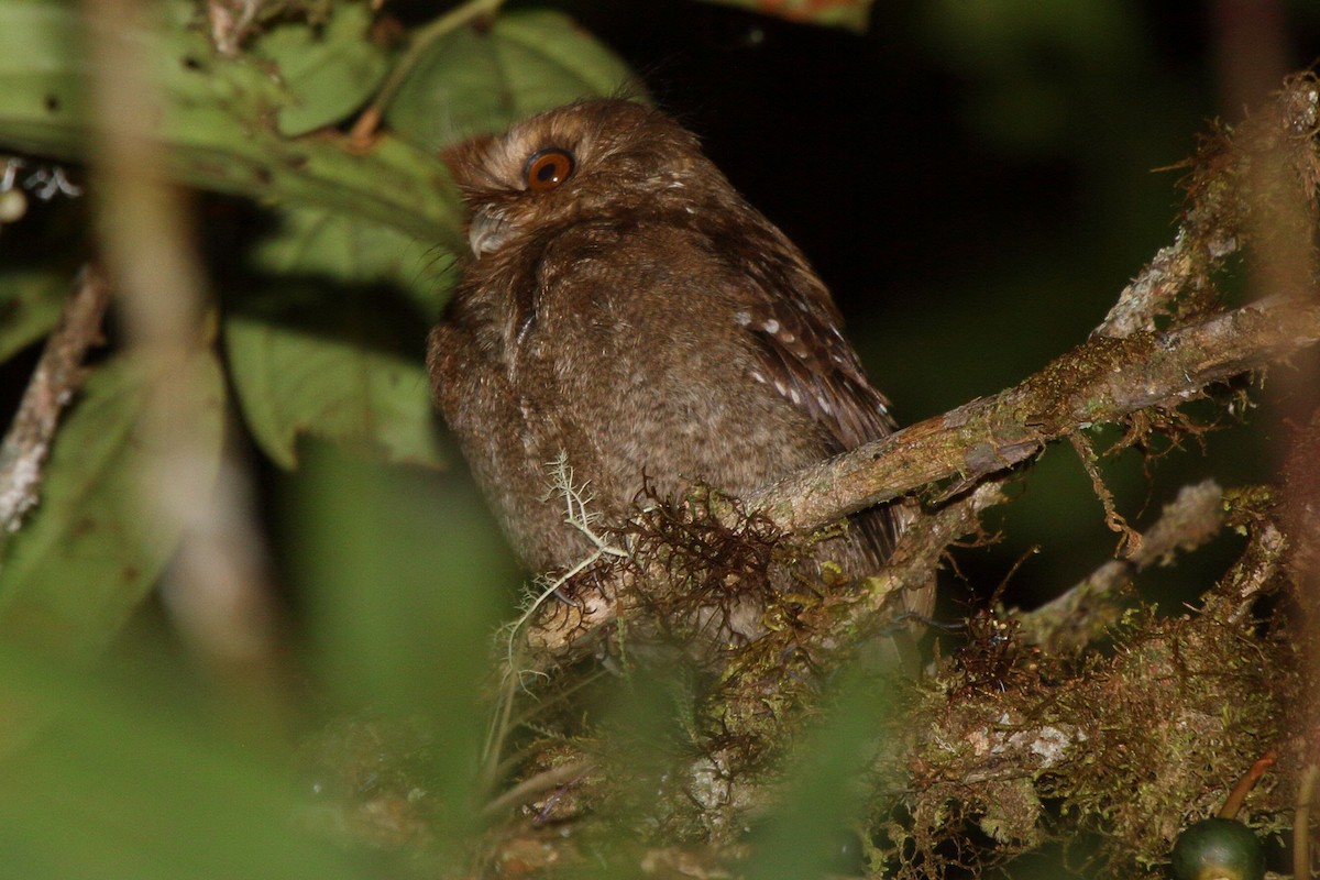 Long-whiskered Owlet - ML640112622