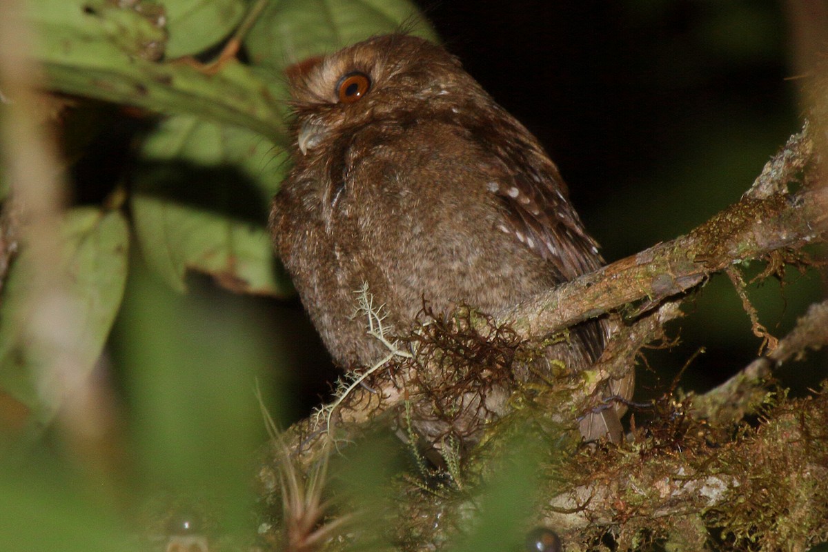 Long-whiskered Owlet - ML640112624