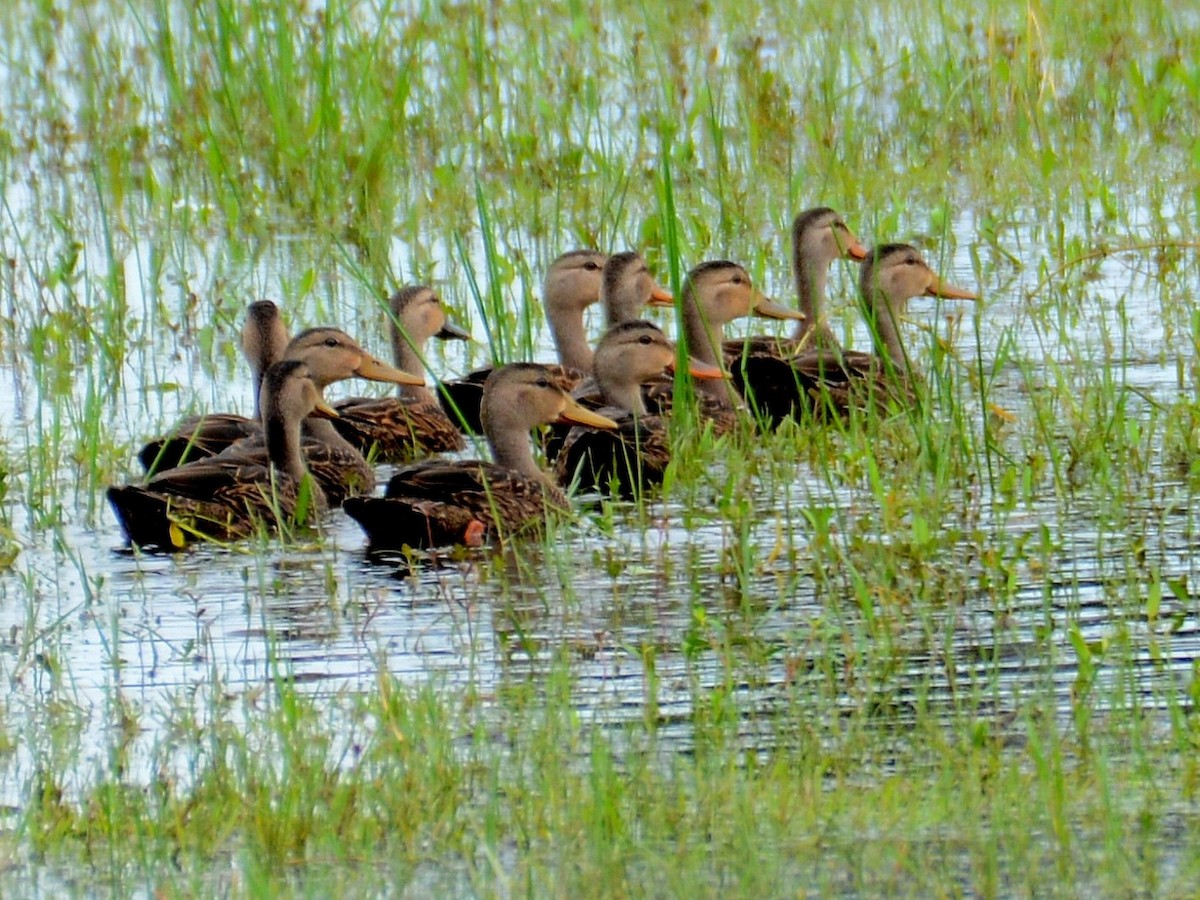 Mallard x Mottled Duck (hybrid) - ML640112665