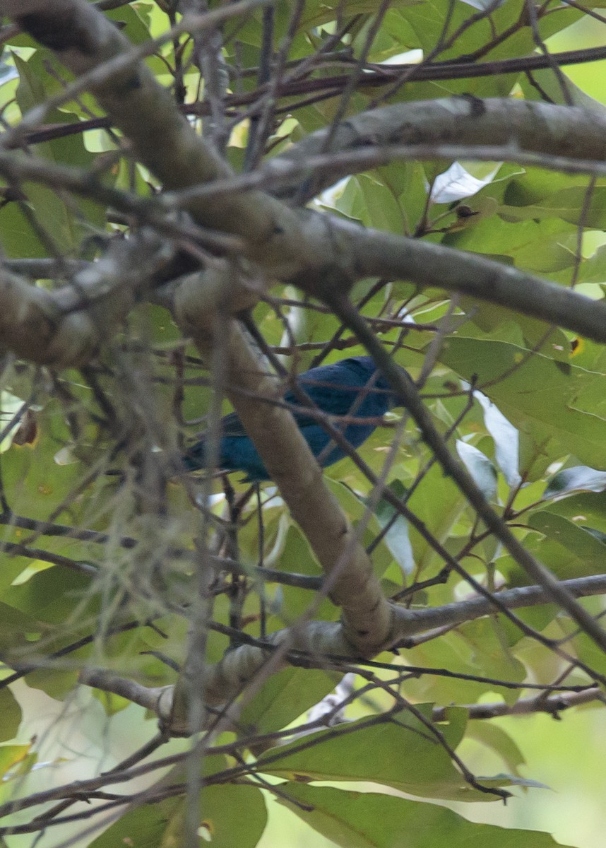Indigo Bunting - ML640112675