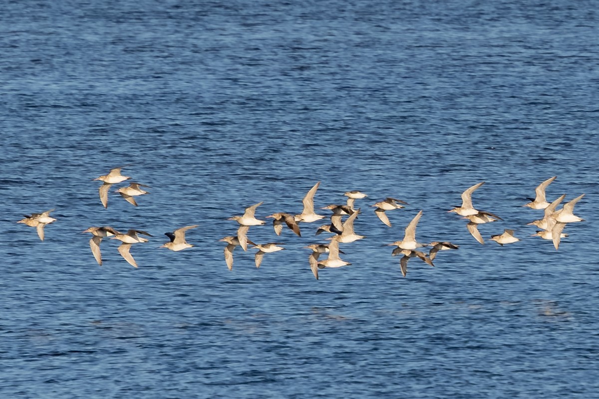 Bar-tailed Godwit - ML640112680