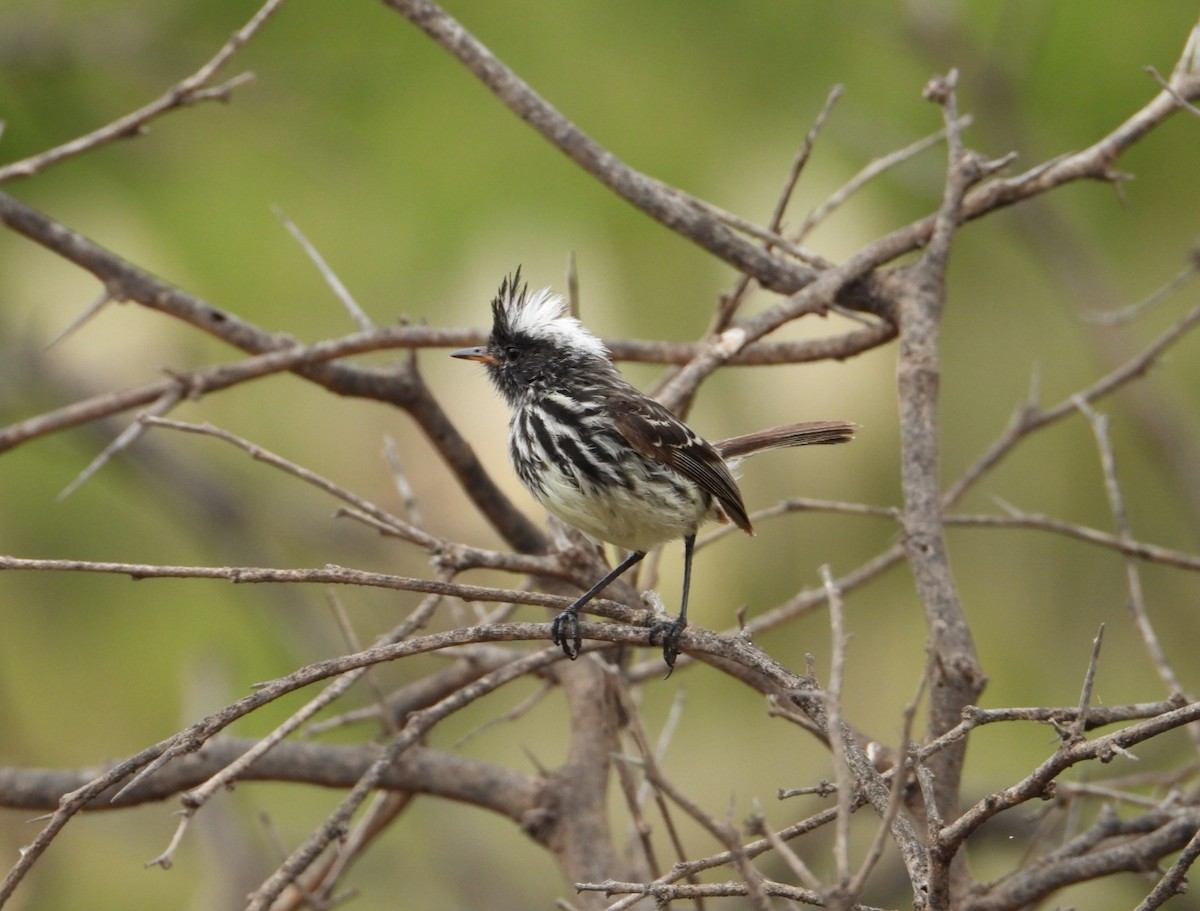 Pied-crested Tit-Tyrant - ML640112787