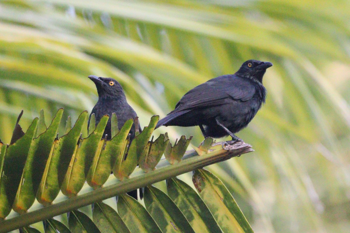Micronesian Starling - ML640112881