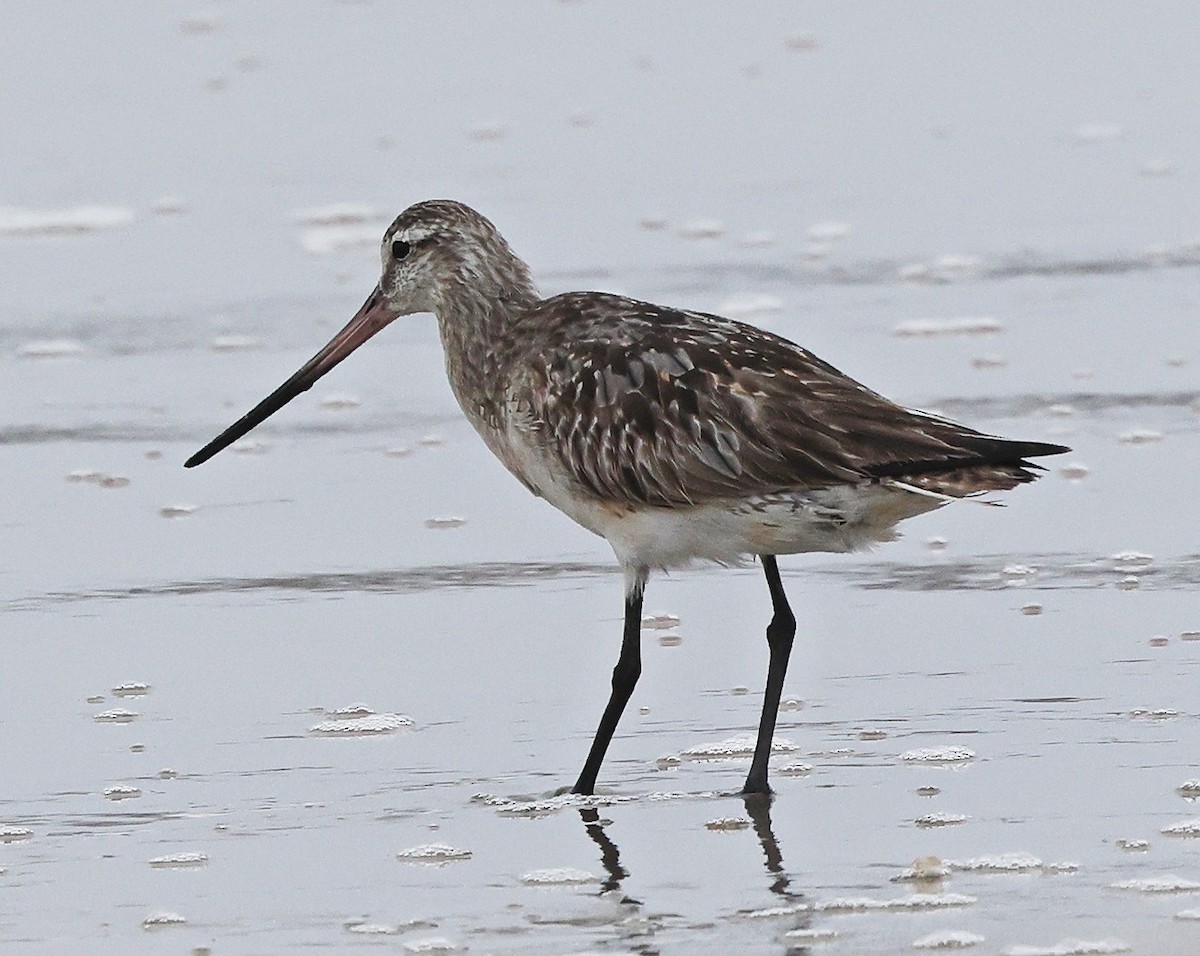 Bar-tailed Godwit - ML640112907