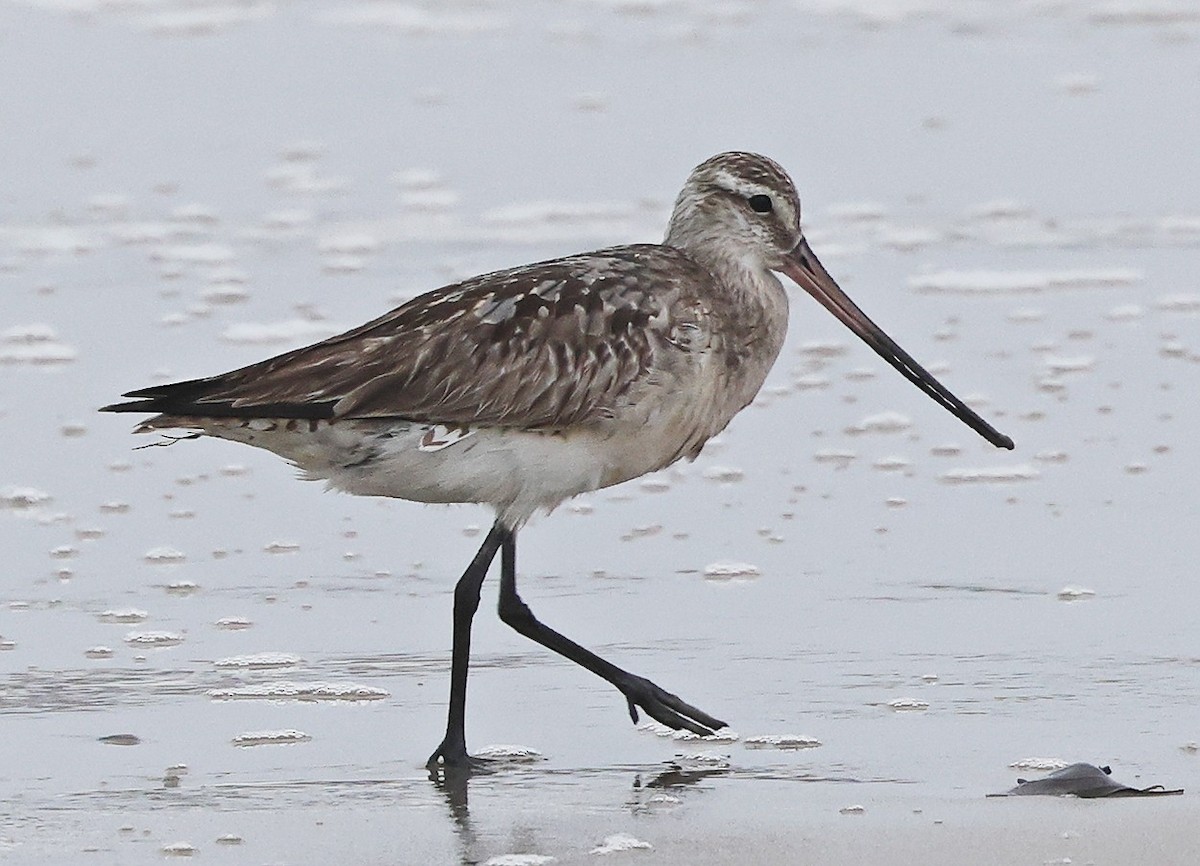 Bar-tailed Godwit - ML640112911
