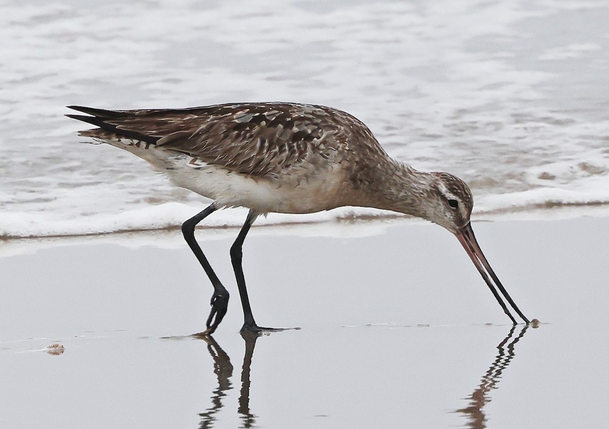 Bar-tailed Godwit - ML640112922