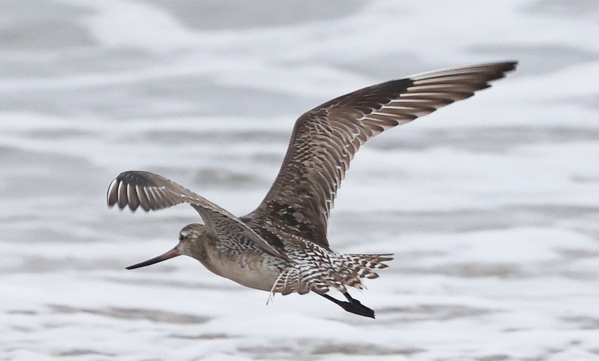 Bar-tailed Godwit - ML640112933