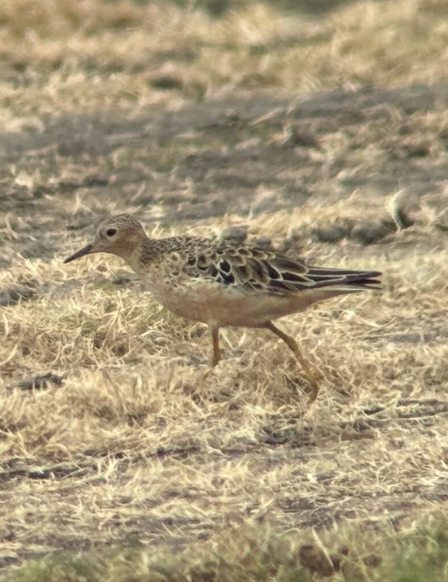 Piro piro fulvo - ML640112935