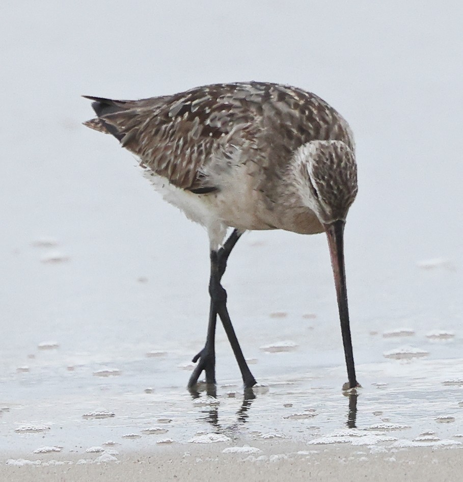 Bar-tailed Godwit - ML640112940
