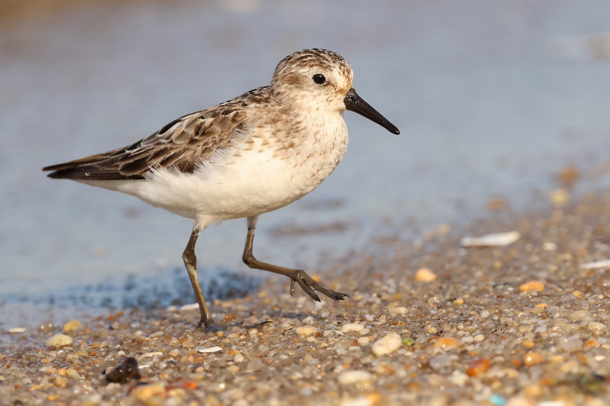 sandsnipe - ML640112941