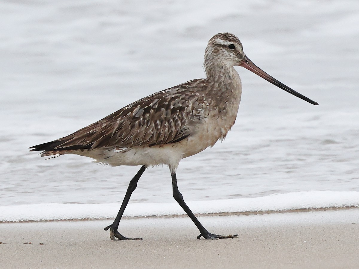 Bar-tailed Godwit - ML640112950