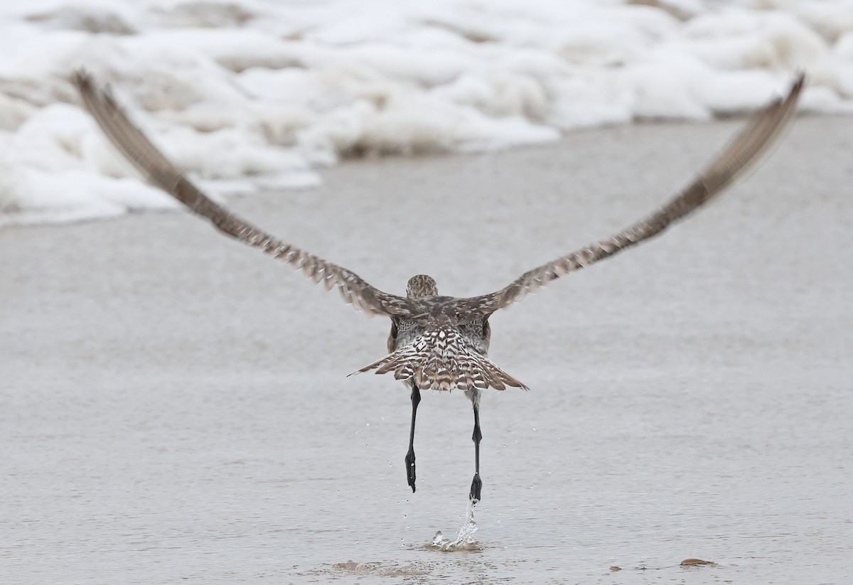 Bar-tailed Godwit - ML640112953