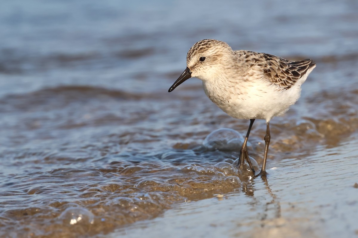 sandsnipe - ML640112983