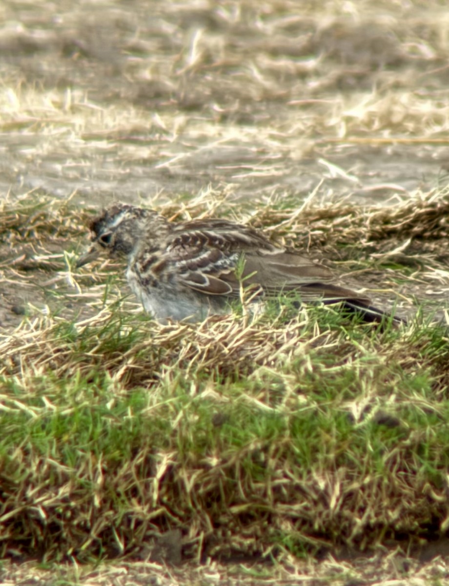 Allodola golagialla - ML640112985