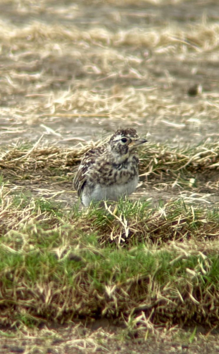 Allodola golagialla - ML640112986