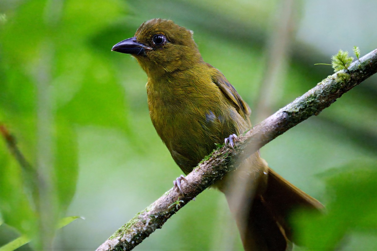 Carmiol's Tanager - ML640112988