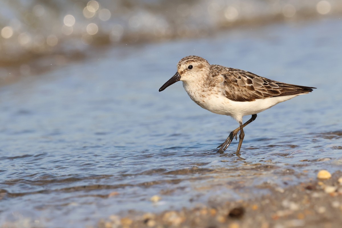 sandsnipe - ML640113001