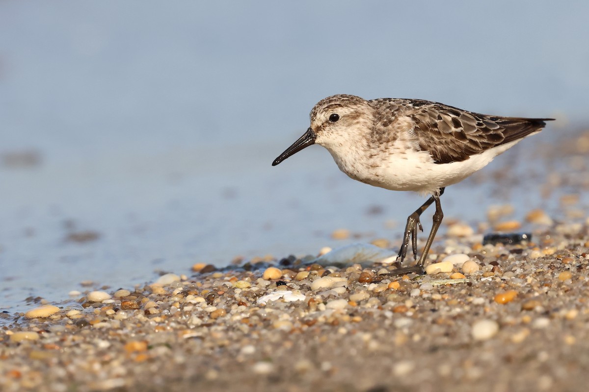 sandsnipe - ML640113008