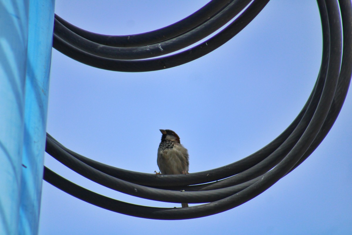 House Sparrow - ML640113020