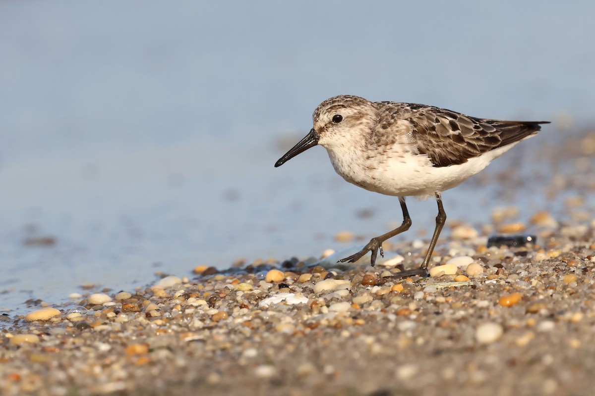 sandsnipe - ML640113024
