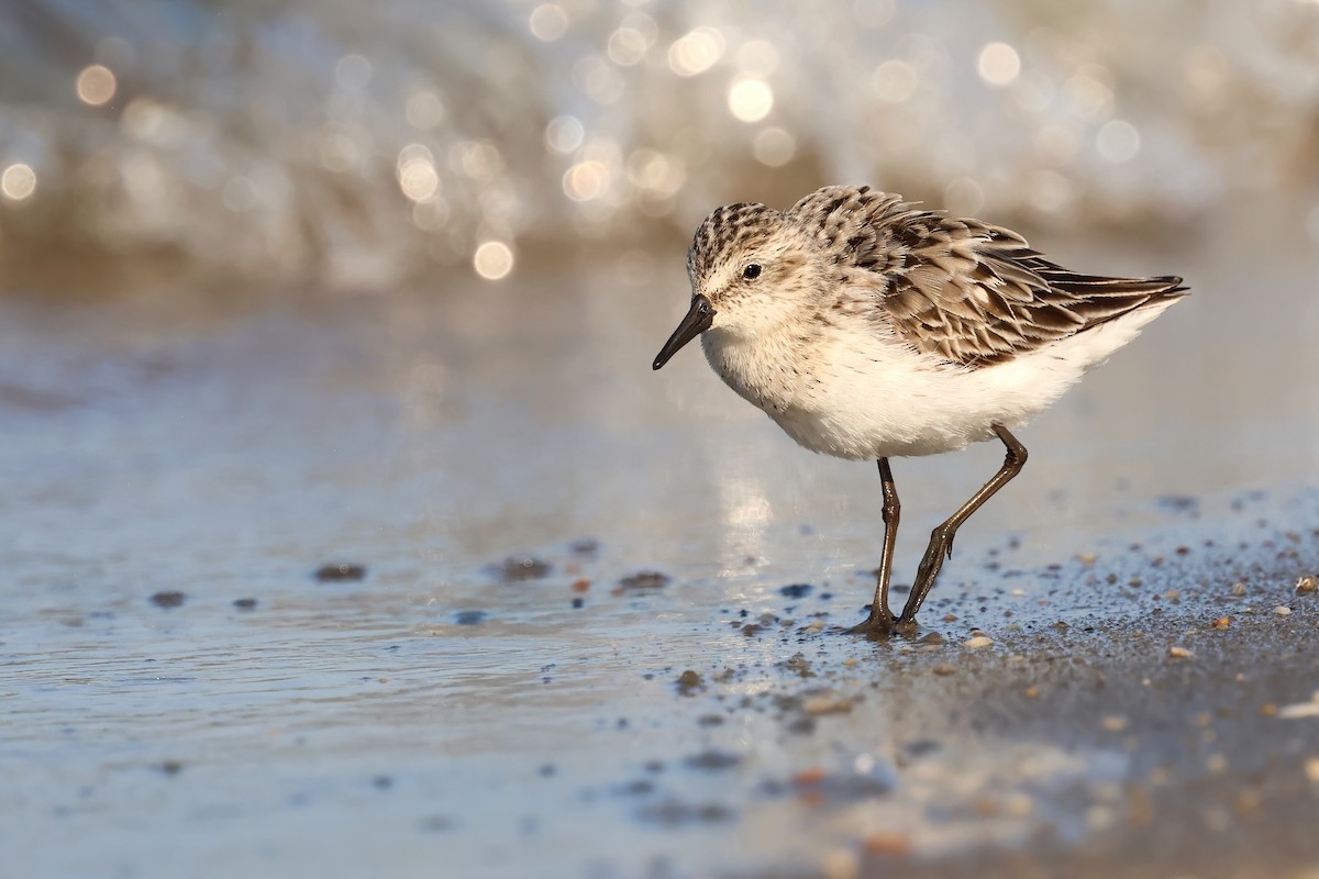 sandsnipe - ML640113032