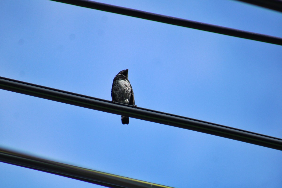 Variable Seedeater - ML640113034