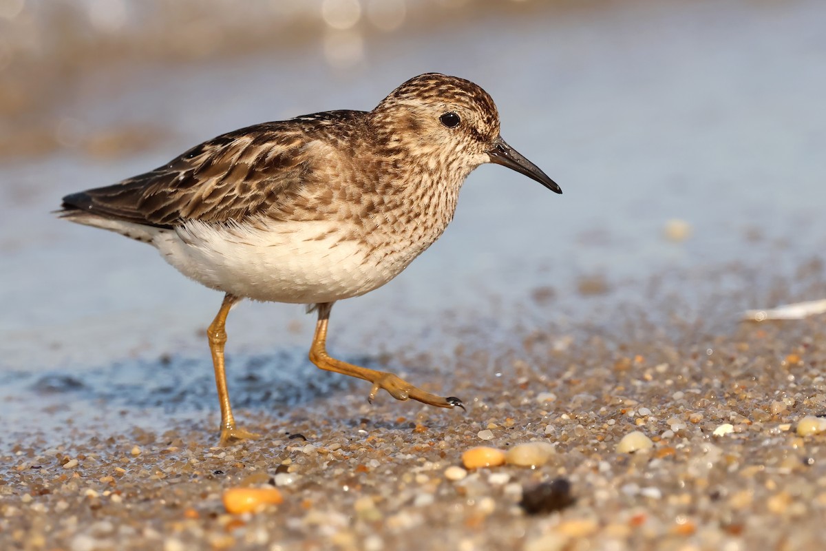 pygmésnipe - ML640113046