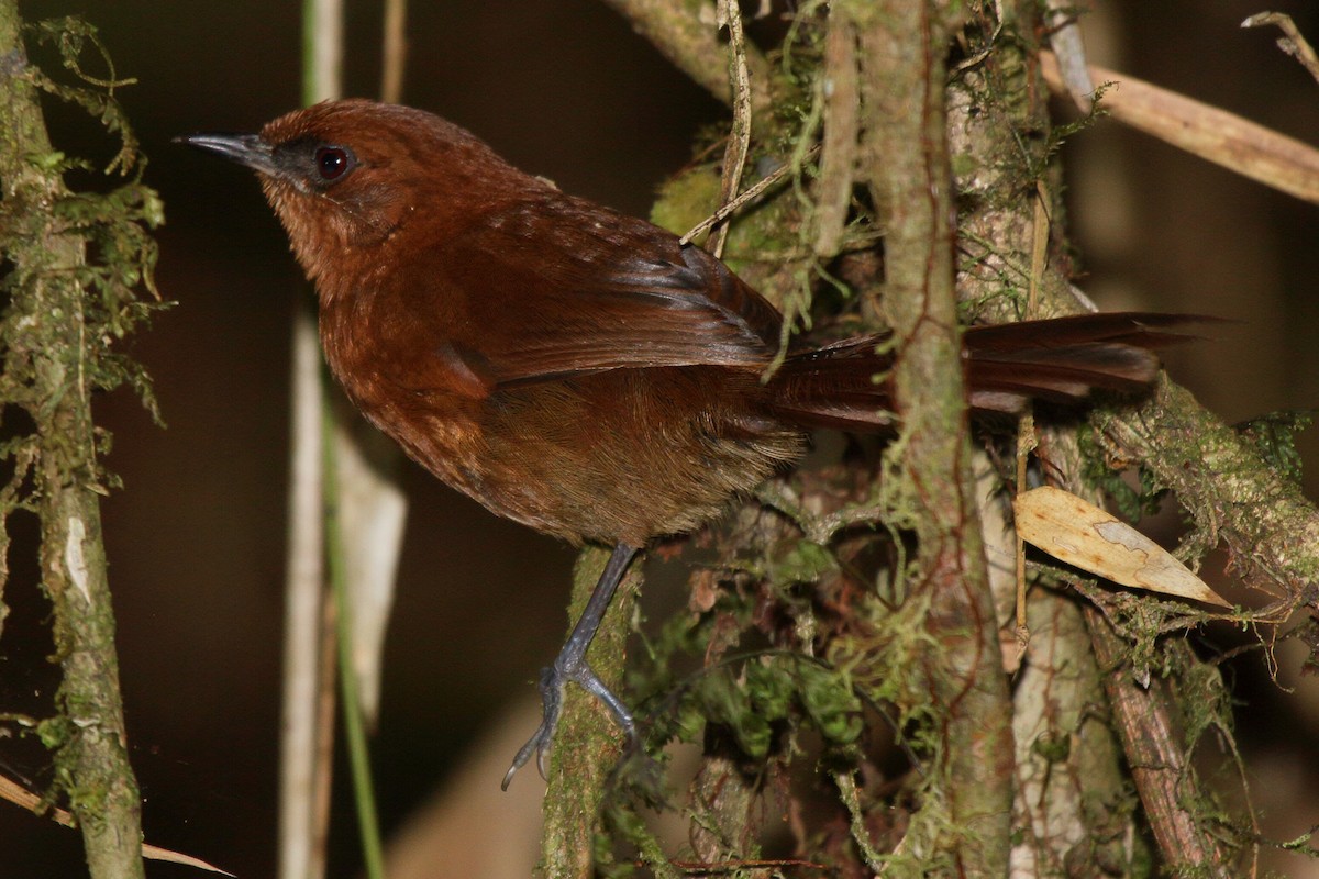 Rufous Spinetail - ML640113049