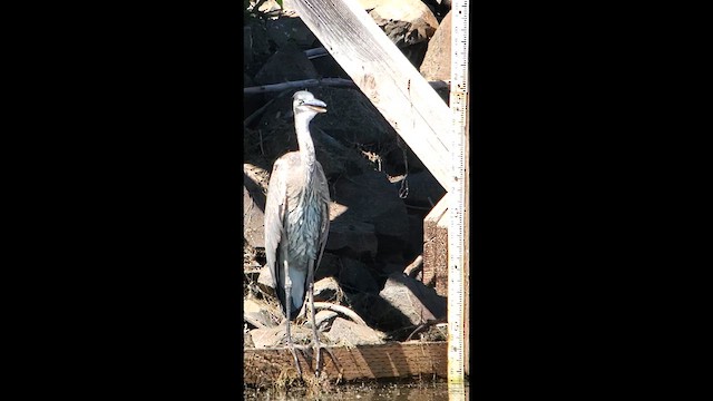 Чапля північна [група herodias] - ML640113056