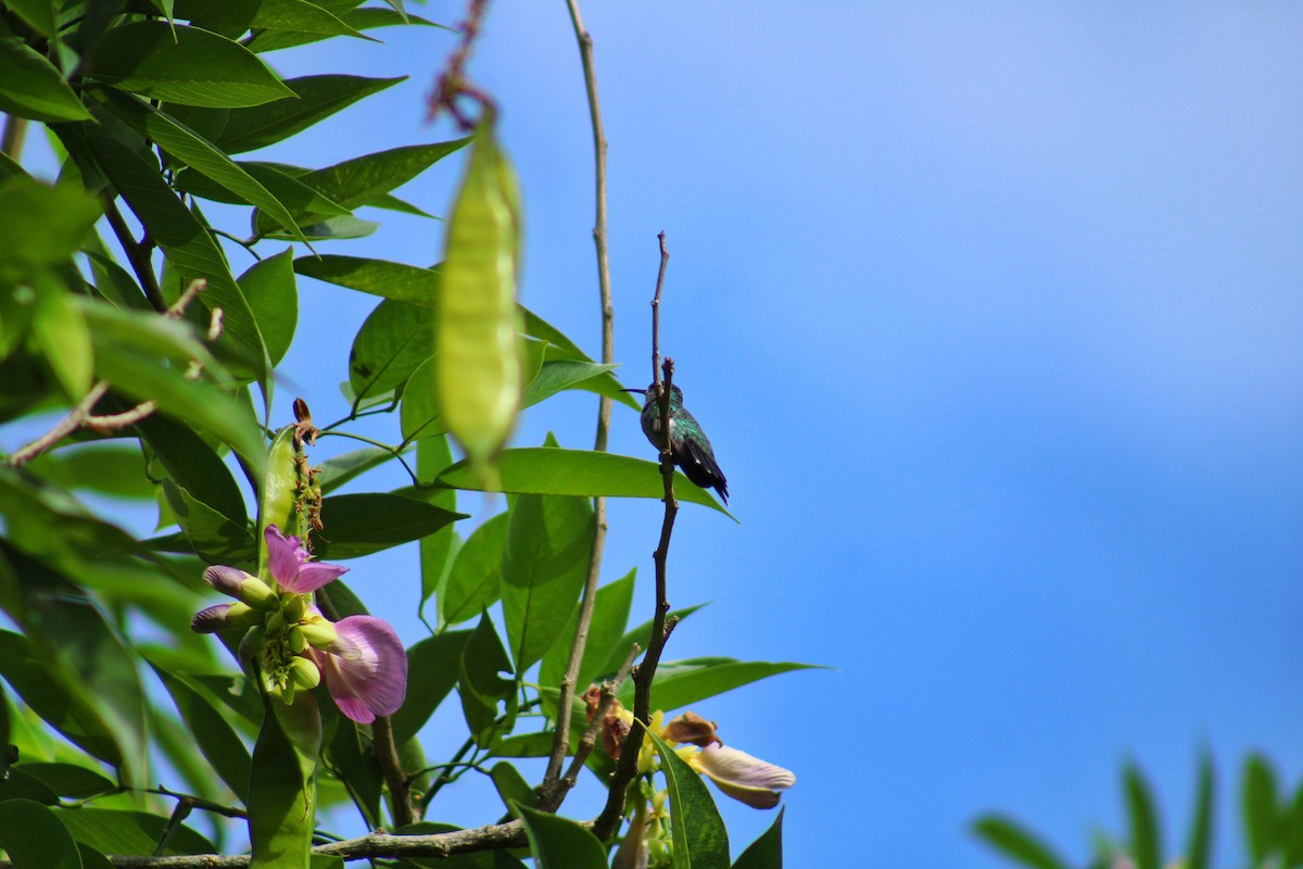 Sapphire-throated Hummingbird - ML640113063