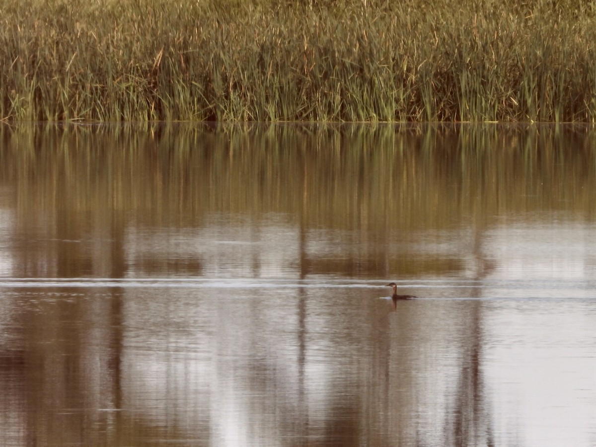 Red-necked Grebe - ML640113064