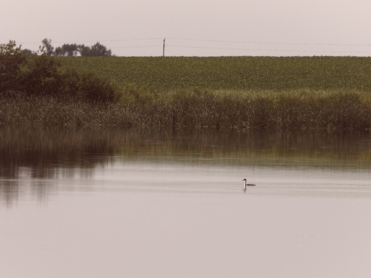 Western Grebe - ML640113083