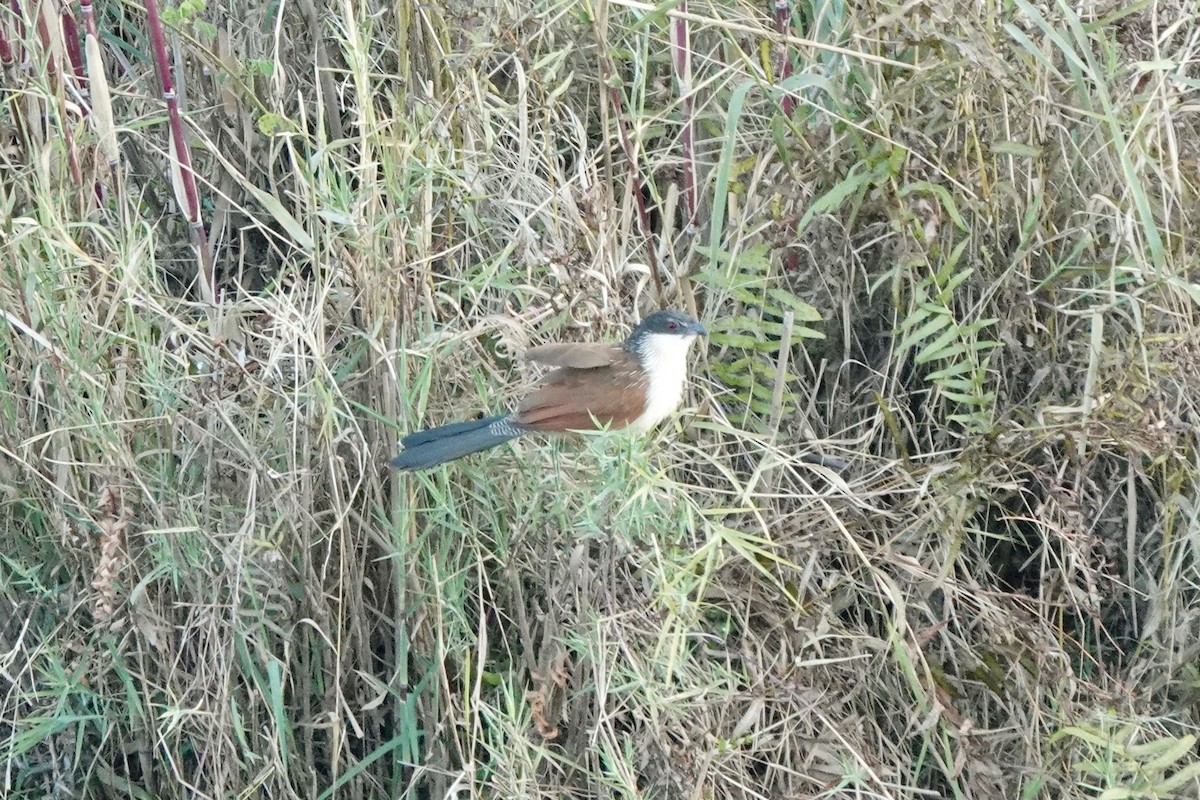 Coucal de Burchell - ML640113168