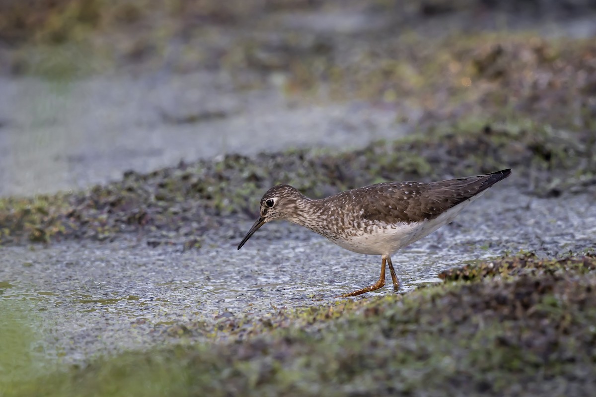 Solitary Sandpiper - ML640113242