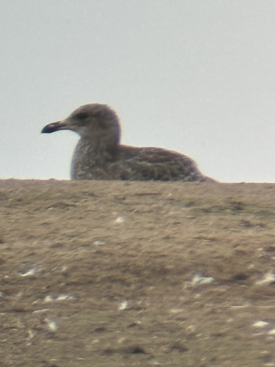 California Gull - ML640113276