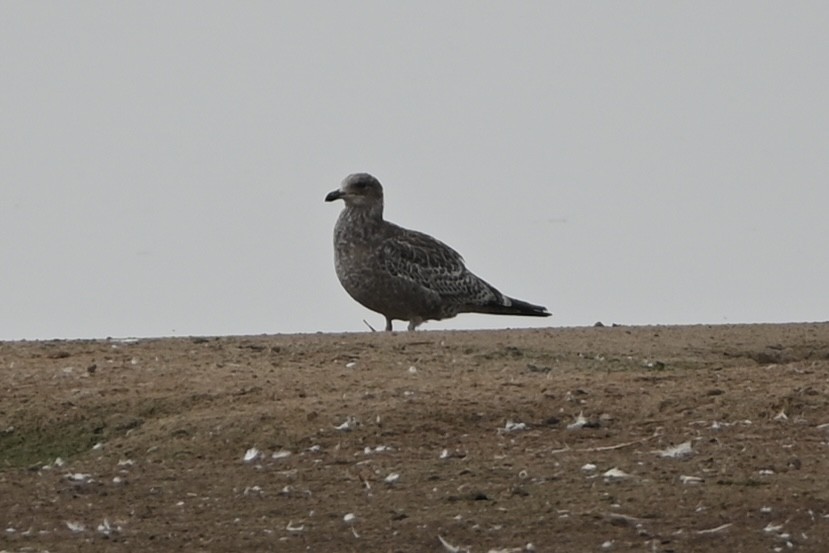 California Gull - ML640113277