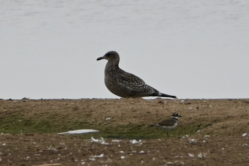 California Gull - ML640113278