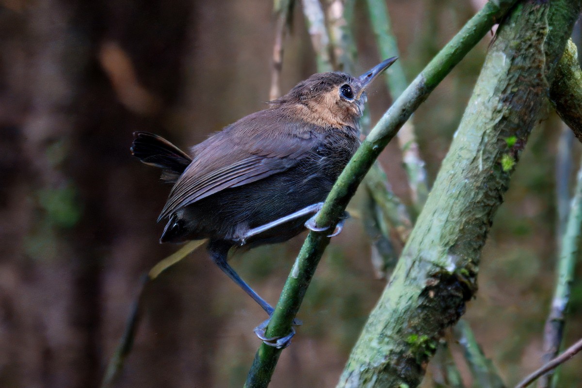 Tawny-faced Gnatwren - ML640113373