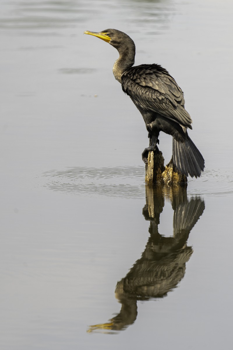Double-crested Cormorant - ML640113411
