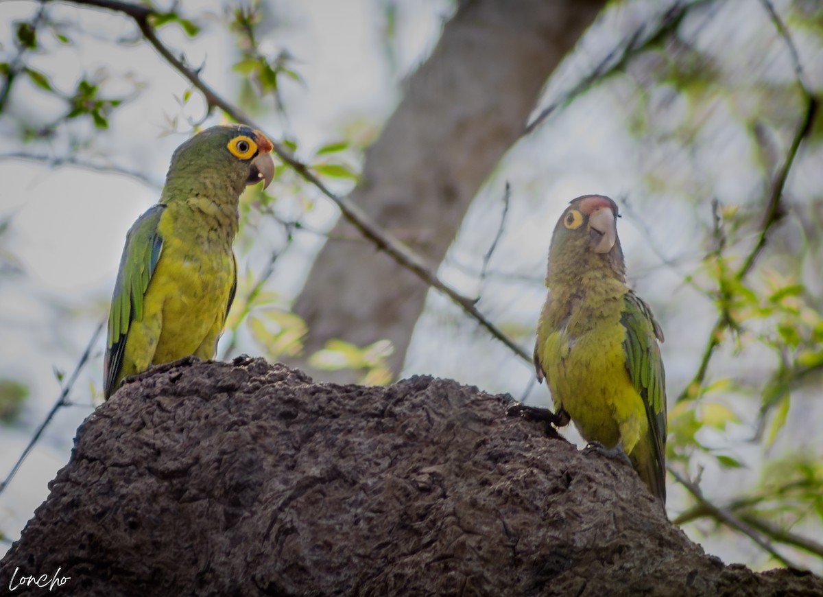 Orange-fronted Parakeet - ML640113418