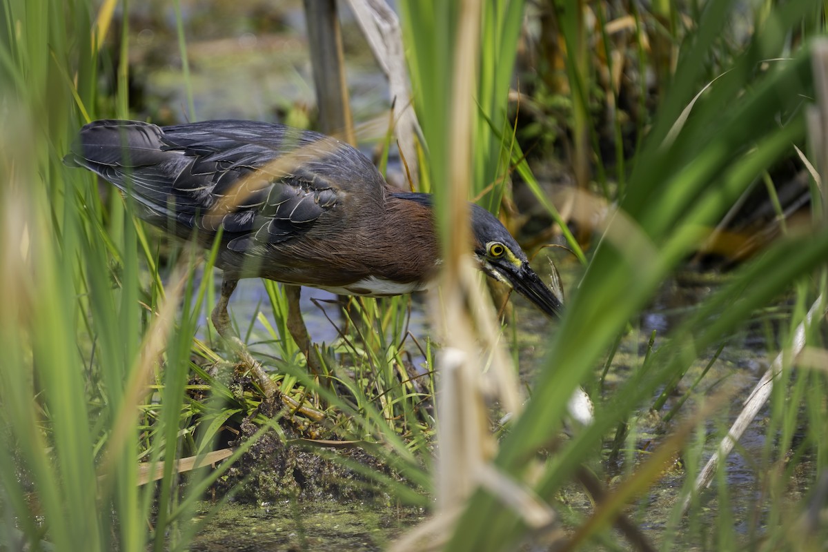 Green Heron - ML640113421