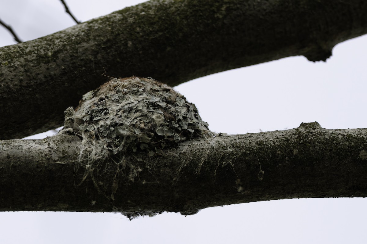 Blue-gray Gnatcatcher - ML640113451