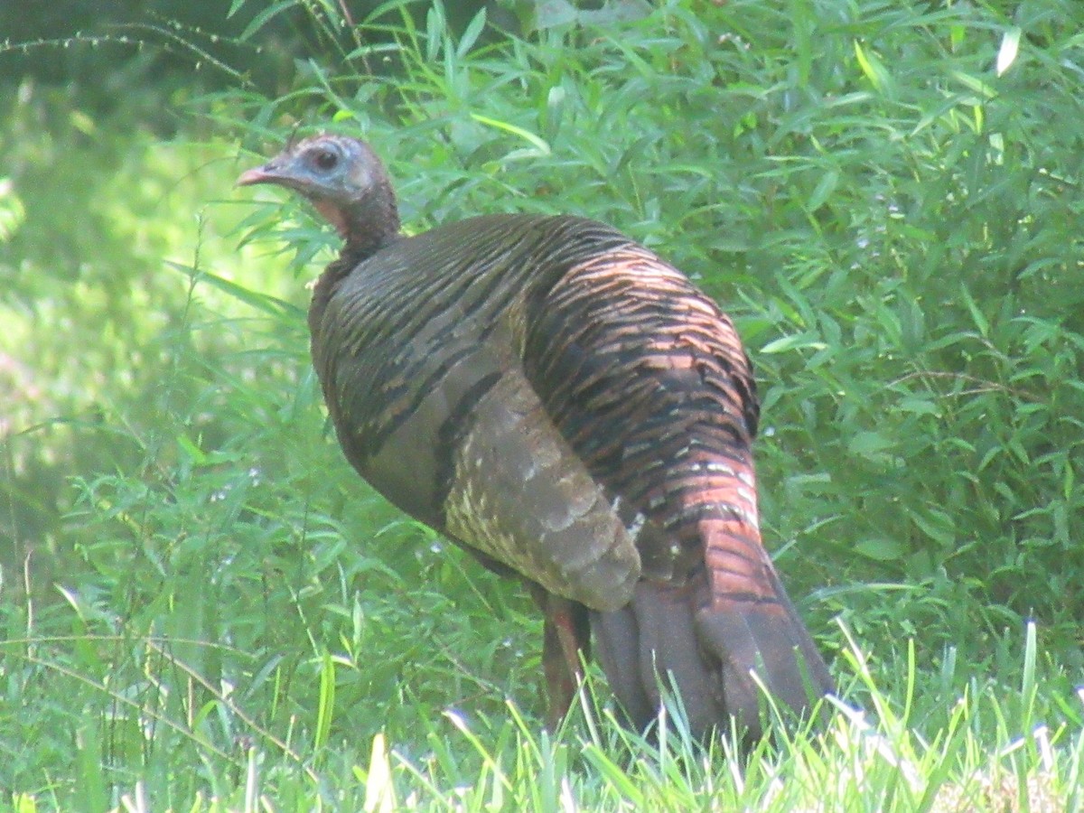 Wild Turkey - ML640113458