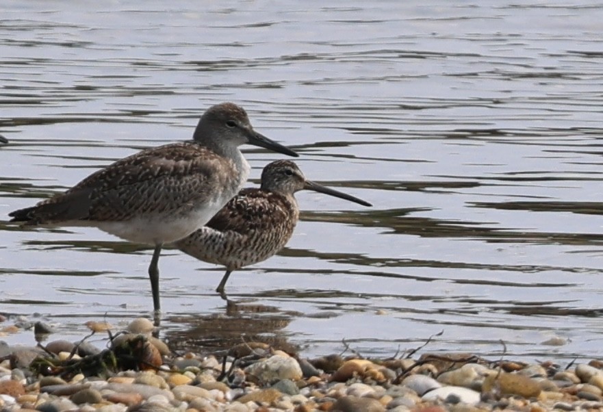 Short-billed Dowitcher - ML640113460